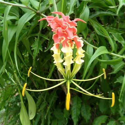 fleur de Gloriosa